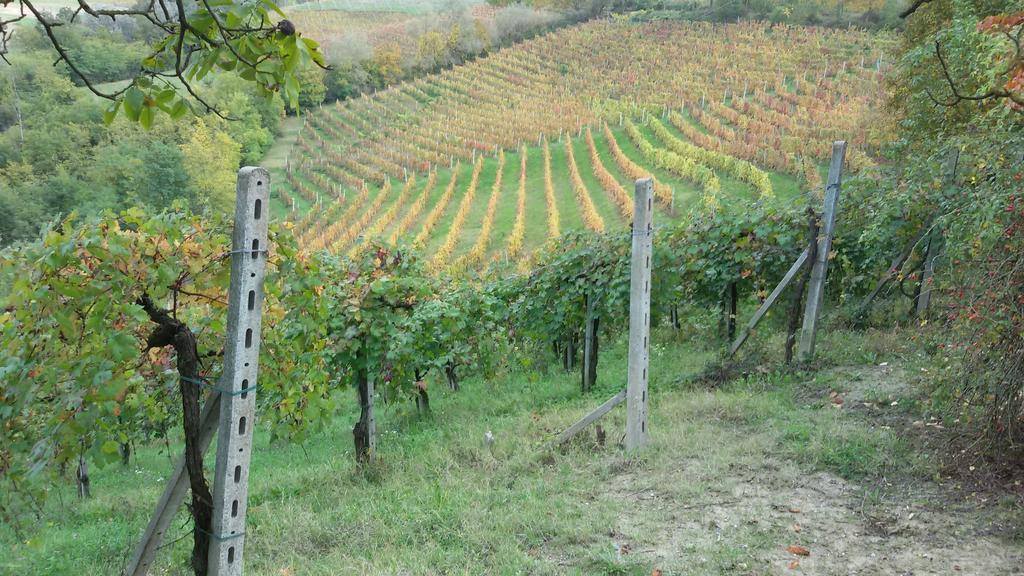Cascina Torello Dogliani Exterior photo